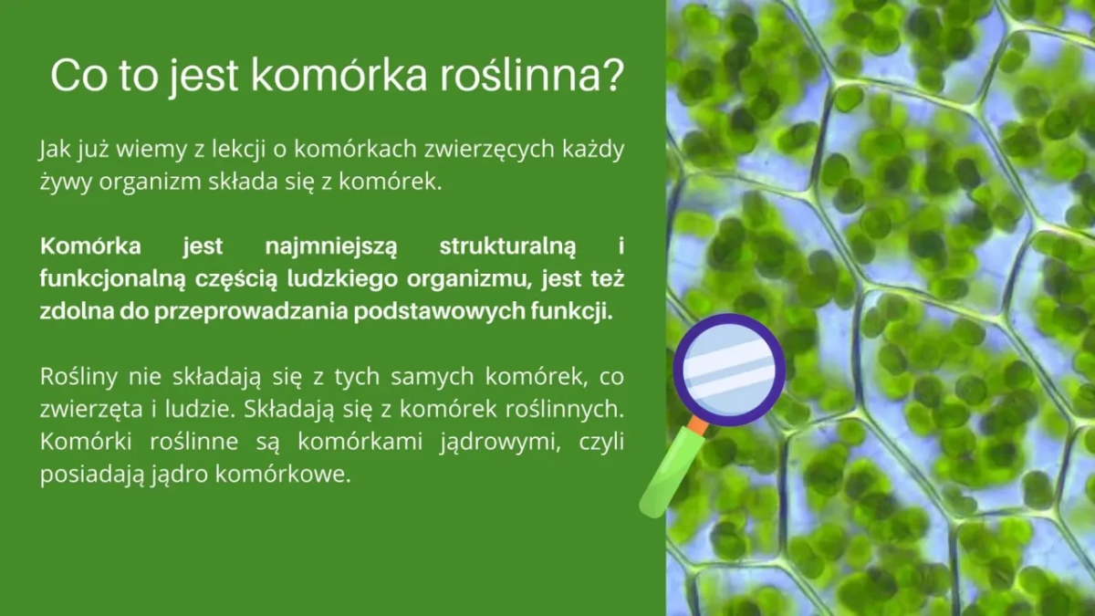 Jak wygląda komórka roślinna? Odkryj jej niezwykłą budowę i funkcje